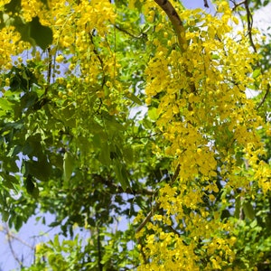 Golden Shower Tree -10  Heirloom Tropical Seeds  Cassia fistula