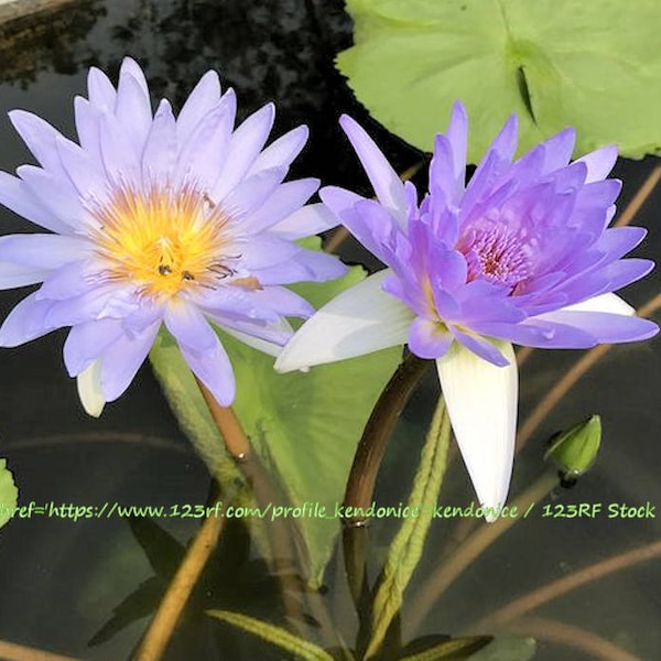 Heirloom Seeds- Blue Star Water Lily -10 Seeds -See Listing- Perfect for Water Bowls -Water Gardens -Nymphaea nouchali stellata