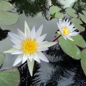 Heirloom Seeds White Hairy Water Lily Flower-10 Seeds Water Features Water Bowls Nymphaea pubescens image 1