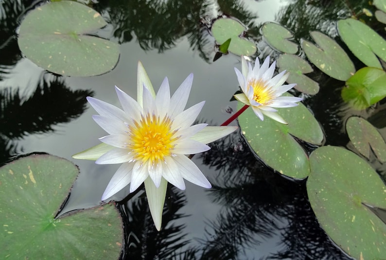 Heirloom Seeds White Hairy Water Lily Flower-10 Seeds Water Features Water Bowls Nymphaea pubescens image 1