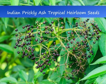 Tropical Seeds -Indian Prickly Ash  -20 Seeds- Rare Ornamental Tropical-Zanthoxylum rhetsa