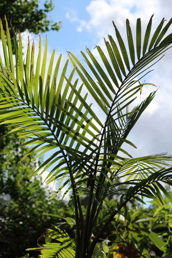 5 seeds Caryota urens Fishtail Palm Tropical Container Gardening Rare-Seed Sale!