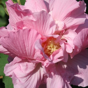 May include: A close-up of a pink hibiscus flower with a yellow center. The flower has many petals and is in full bloom.