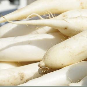 100 Heirloom Vegetable Seeds -Lunar White Carrot Seeds-Save Big on More Packs -Mix and Match- Sale!