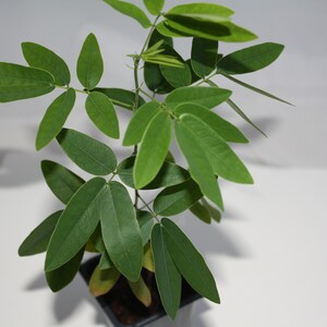 May include: A small green plant with multiple leaves growing in a black pot. The plant is on a white surface.