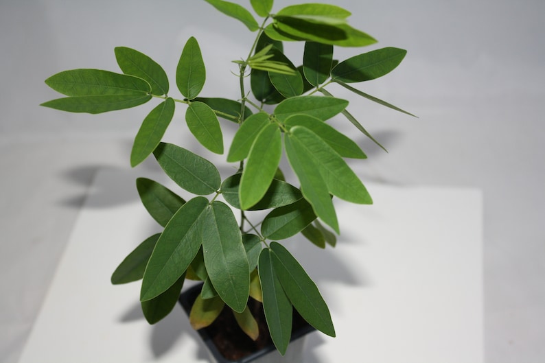 May include: A small green plant with multiple leaves growing in a black pot. The plant is on a white surface.