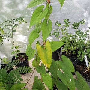 10 Rarely Produced SEEDS (from a flower) -Water Yam / Purple Yam -See Listing- -Grow in Container - Dioscorea alata