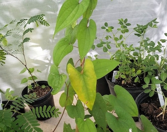 10 Rarely Produced SEEDS (from a flower) -Water Yam / Purple Yam -See Listing- -Grow in Container - Dioscorea alata