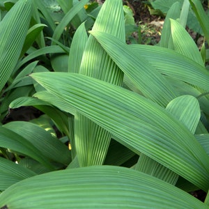 20 Heirloom Tropical Seeds  -Palm Grass -Curculigo recurvata -Molineria - Save Big on More Packs Mix and Match Sale!