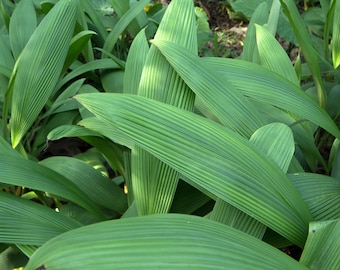 Tropical Seeds -20 Heirloom SEEDS -Palm Grass -Curculigo recurvata -Molineria - Tropical-seed Pack