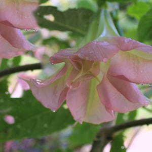Pink Angels Trumpet - 10 Heirloom Tropical Seeds- - Brugmansia suaveolens-Save Big on More Packs Mix and Match Sale!