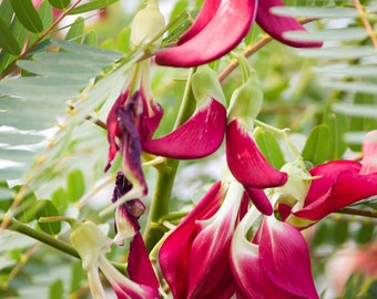 10 Sesbania grandiflora- Hummingbird Tree Seeds -Buy More Save More-Mix & Match!