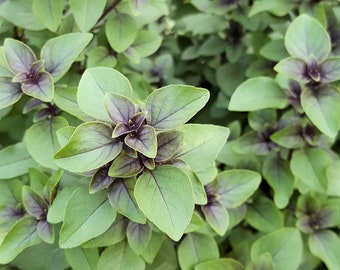 Sacred Tulsi- 100 Garden Herb Seeds! Herb Gardening Indoors or Out -Ocimum tenuiflorum-Holy Basil