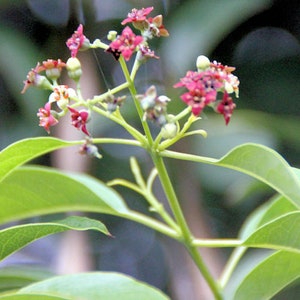 5 Heirloom Tropical Seeds - Rare Santalum Tropical Plant For Container Gardening Santalum album-Save Big on More Packs -Mix and Match- Sale!