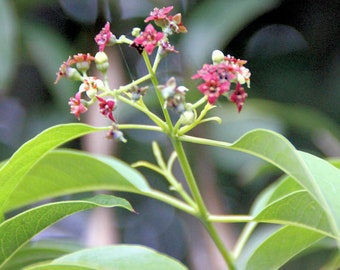 5 Heirloom Tropical Seeds - Rare Santalum Tropical Plant For Container Gardening Santalum album