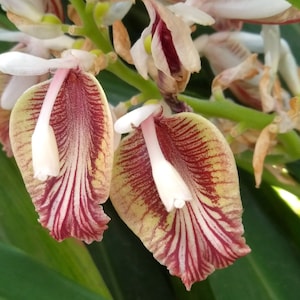 10 Heirloom Seeds- True cardamom -Rare Orchid Like blooms -Elettaria cardamomum-Save Big on More Packs Mix and Match! Sale!