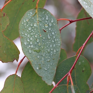 20 Tropical Seeds Rainbow Eucalyptus Tree- Eucalyptus deglupta-Save Big on More Packs -Mix and Match- Sale!