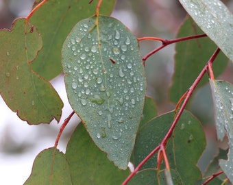 20 Tropical Seeds Rainbow Eucalyptus Tree- Eucalyptus deglupta