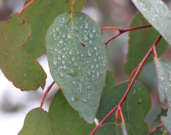 20 Tropical Rainbow Eucalyptus Tree Seeds!- Eucalyptus deglupta- Non GMO - All Natural