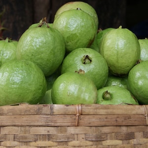 10 Seeds -Tropical Guava Allahabad safeda - Psidium guajava