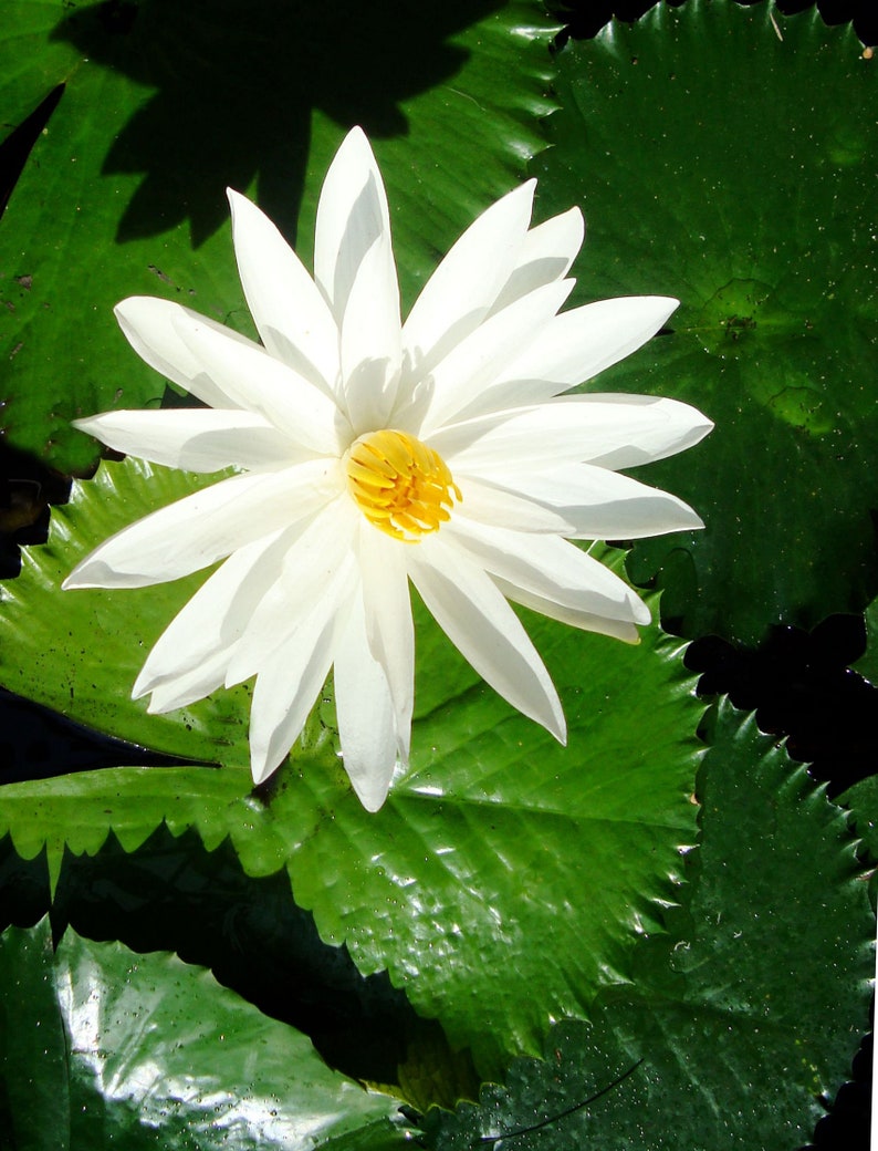 Heirloom Seeds White Hairy Water Lily Flower-10 Seeds Water Features Water Bowls Nymphaea pubescens image 3