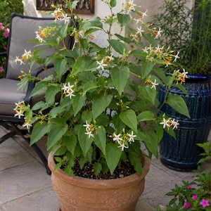 5 Coral Jasmine Tropical Heirloom Seeds - Nyctanthes arbor tristis