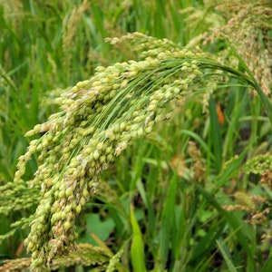 500+ seeds -Starter Pack - Brown Top Millet - Forage Crop Ground Cover -All Zones Seed Pack