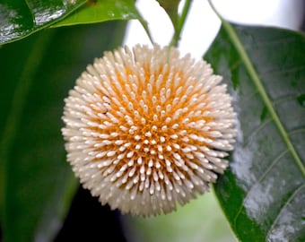 20 seeds -Kadam Tree--  Evergreen Tropical Plant- Neolamarckia cadamba -Save Big on 2 or More Packs Mix and Match