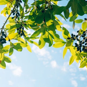 10 Heirloom Seeds- Camphor Tree -Evergreen Tropical -Cinnamomum camphora-Save Big on More Packs -Mix and Match- Sale!