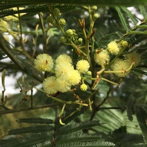 20 Tropical Heirloom Seeds -Late Black Wattle Tree- Acaia Mearnsii-Save Big on More Packs -Mix and Match- Sale!