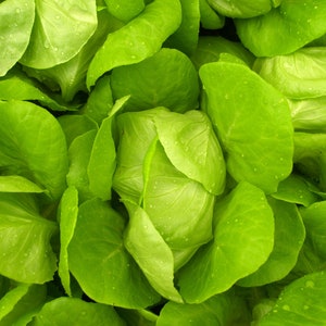 250 Heirloom Vegetable Seeds- Little Gem Lettuce -Old English Heirloom