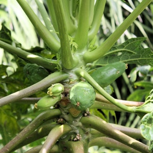 20 Heirloom SEEDS Carica papaya Tree Perfect for Container Gardening or Standard Growing Nice Tropical Seed Pack image 4