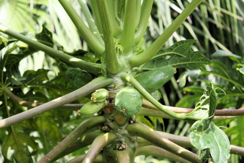 20 Heirloom SEEDS Carica papaya Tree Perfect for Container Gardening or Standard Growing Nice Tropical Seed Pack image 4