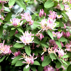 10 Heirloom Seeds- Tatarian Honeysuckle Shrub -Container or standard growing Lonicera tatarica- Save Big on More Packs -Mix and Match! Sale!