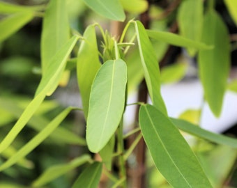 10 All Natural Tropical Seeds Dancing Plant - Leaves really MOVE on their own! Codariocalyx  Save Big on More Packs -Mix and Match- Sale!