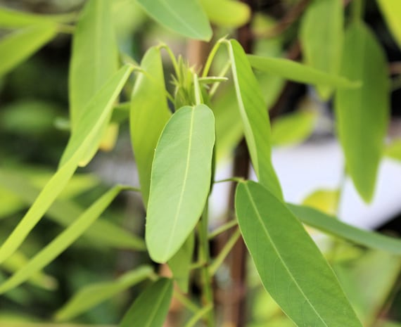 10 All Natural Tropical Seeds Dancing Plant - Leaves really MOVE on their own! Codariocalyx  Save Big on More Packs -Mix and Match- Sale!