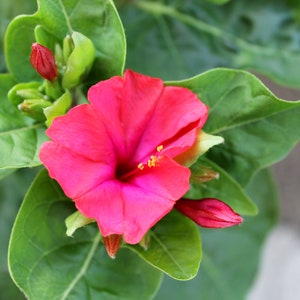 25 Heirloom Flower Seeds -Serendipity&#39;s 4 O&#39;clock- Red  Flower -Four Oclock