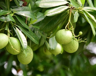 10 Tropical Seeds -Bael Fruit Tree- Plant Collectors Favorite-Aegle Marmelos