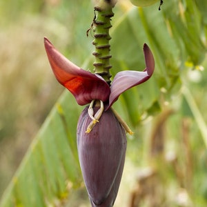 Burro Banana Alkaline Platano Plantain Tropical Fruit Exotic Fruit Fresh  Fruit Organic Fruit Sebi Approved -  Norway