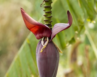 5 Rare Tropical Heirloom Seeds -Musa nagensium- -Banana Seed Pack- Perfect Container Gardening -Ornamental Plant