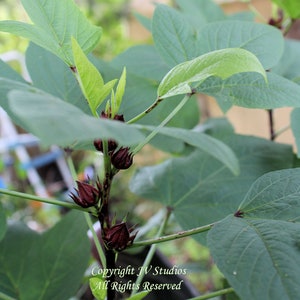 Hibiscus Roselle- 10 Tropical Flower Seeds! - Hibiscus sabdariffa-Save Big on 2 or More Packs Mix and Match Sale!