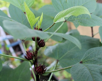 Roselle- 10 Tropical Flower Seeds! - Hibiscus sabdariffa