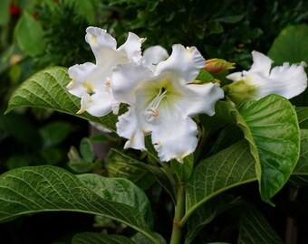 Easter Lily Vine -Tropical - 10 seeds -RARE - Read Description Below-Perfect for container gardens Beaumontia grandiflora