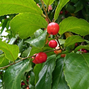 10 Seeds- Rare Tropical Plant Seed - Indian Coffee Plum- l -Flacourtia jangamas
