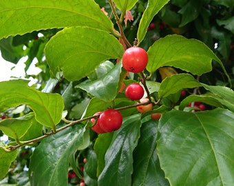 10 Seeds- Rare Tropical Plant Seed - Indian Coffee Plum- l -Flacourtia jangamas