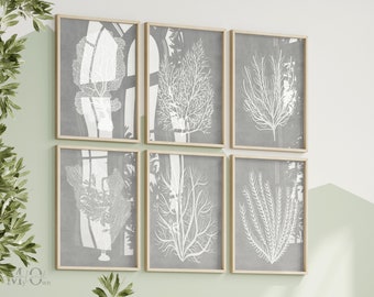 Ocean Plant Life Prints, Coastal Gallery Wall Art Set of 6, Ocean Theme Poster, Coastal Art Decor Gray