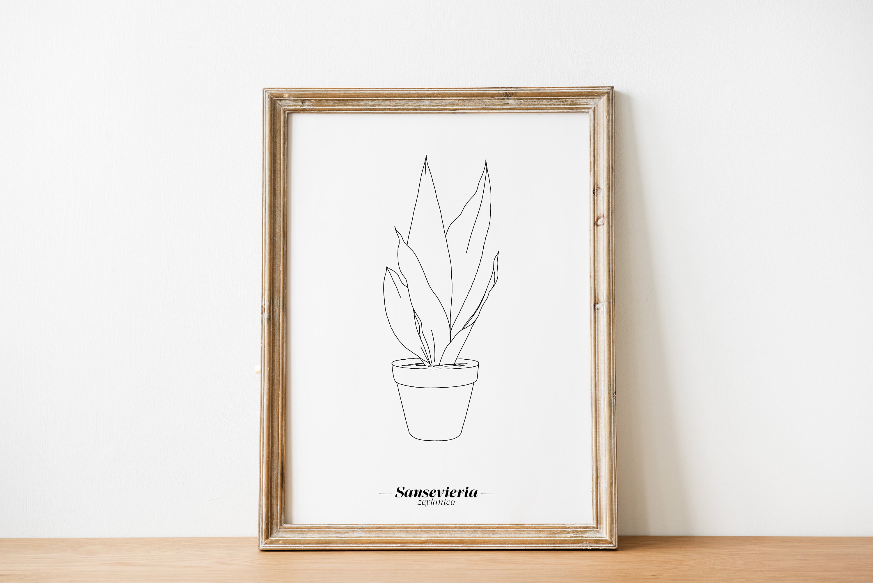 Affiche Sansevieria - Papier A5/A4 A3