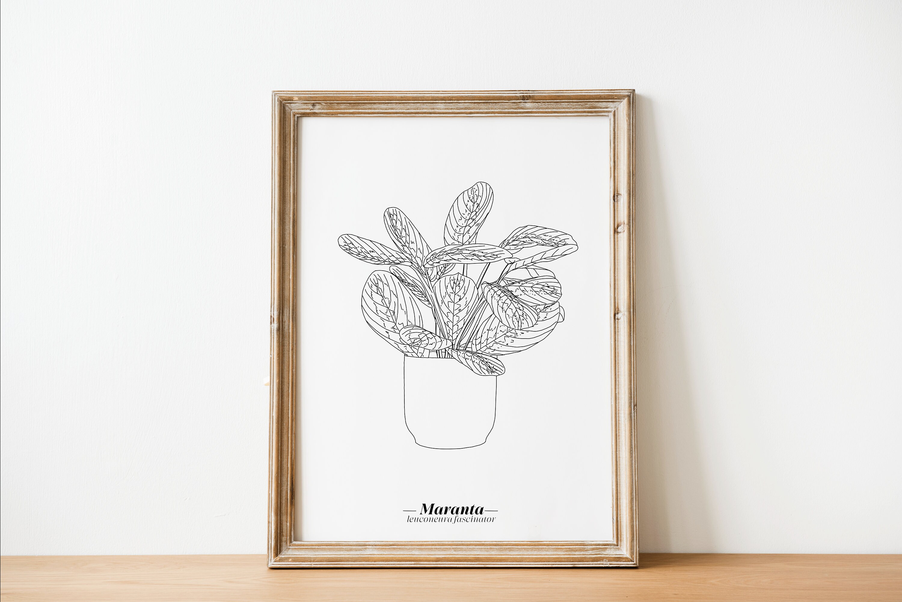 Affiche Maranta - Papier A5/A4 A3