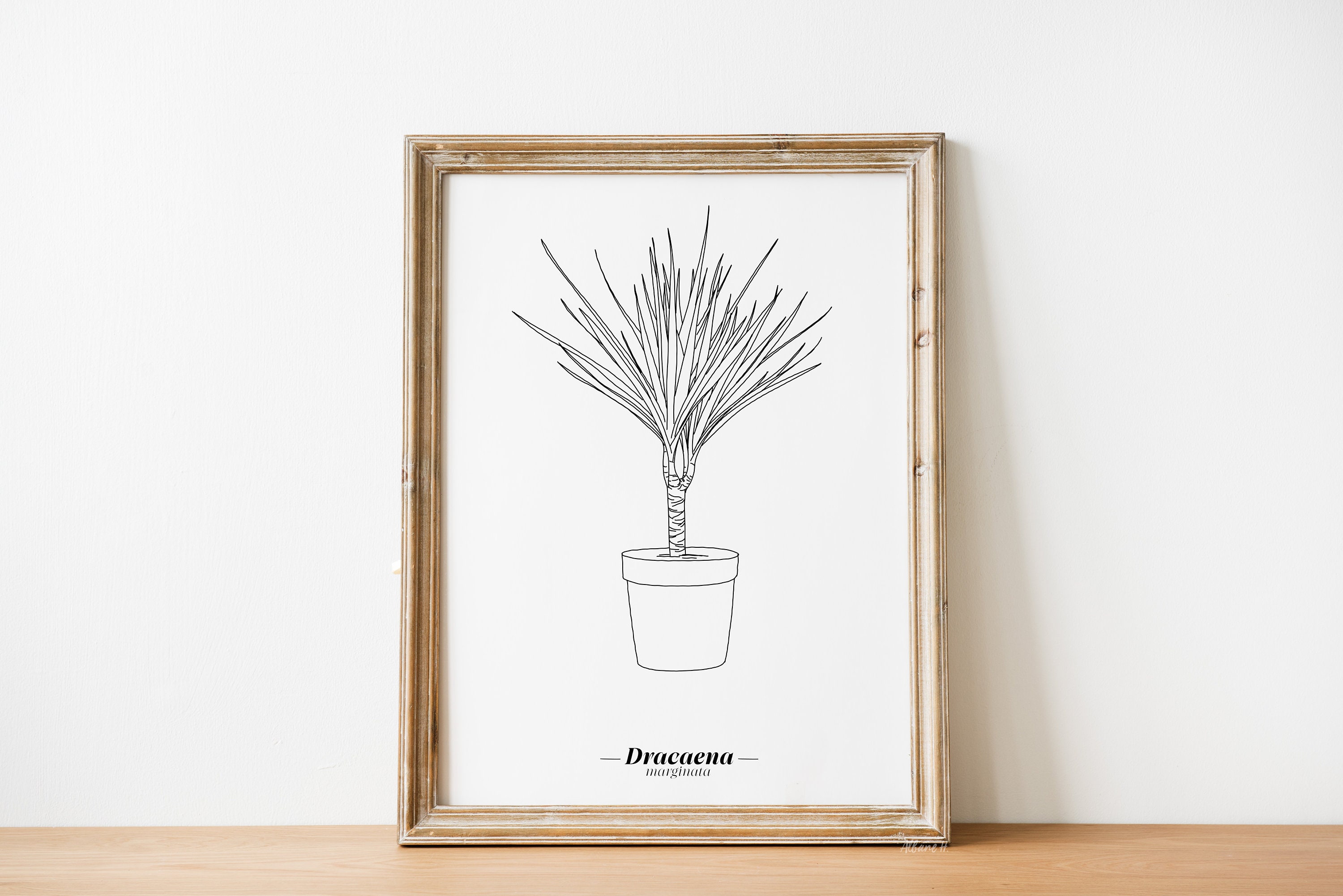 Affiche Dracaena Marginata - Papier A5/A4 A3