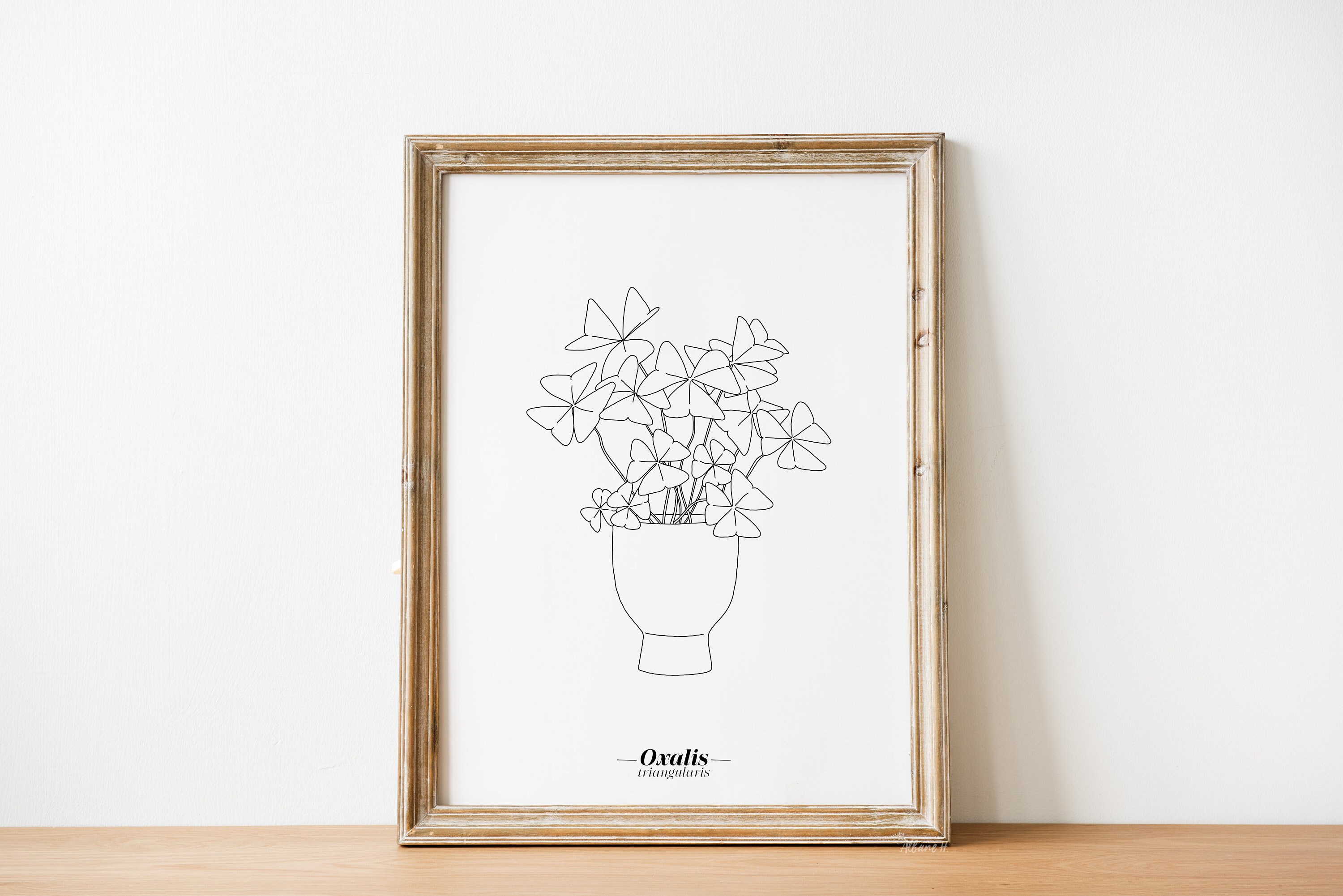 Affiche Oxalis Triangularis - Papier A5/A4 A3